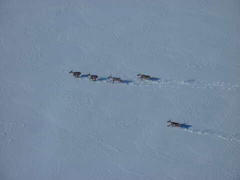 Image of Southern Mountain Caribou DPS