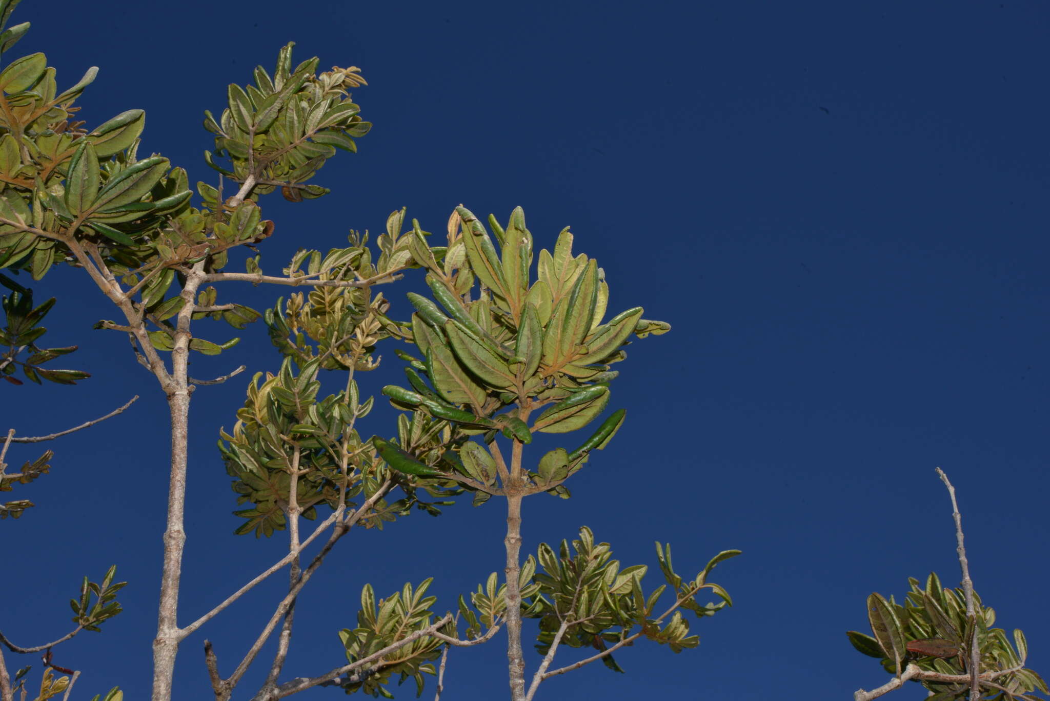 Image of Pancheria hirsuta Vieill. ex Pamp.