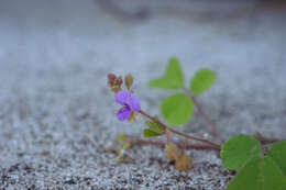 Image of Christia obcordata (Poir.) Bakh. fil.