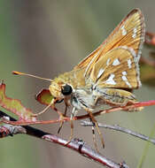 Image of Green Skipper