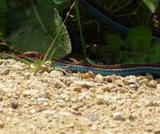 Image of San Francisco garter snake