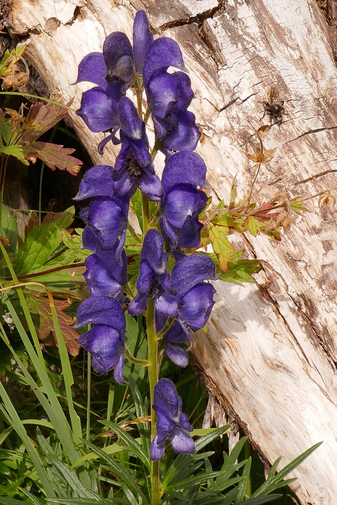 Aconitum burnatii Gayer的圖片