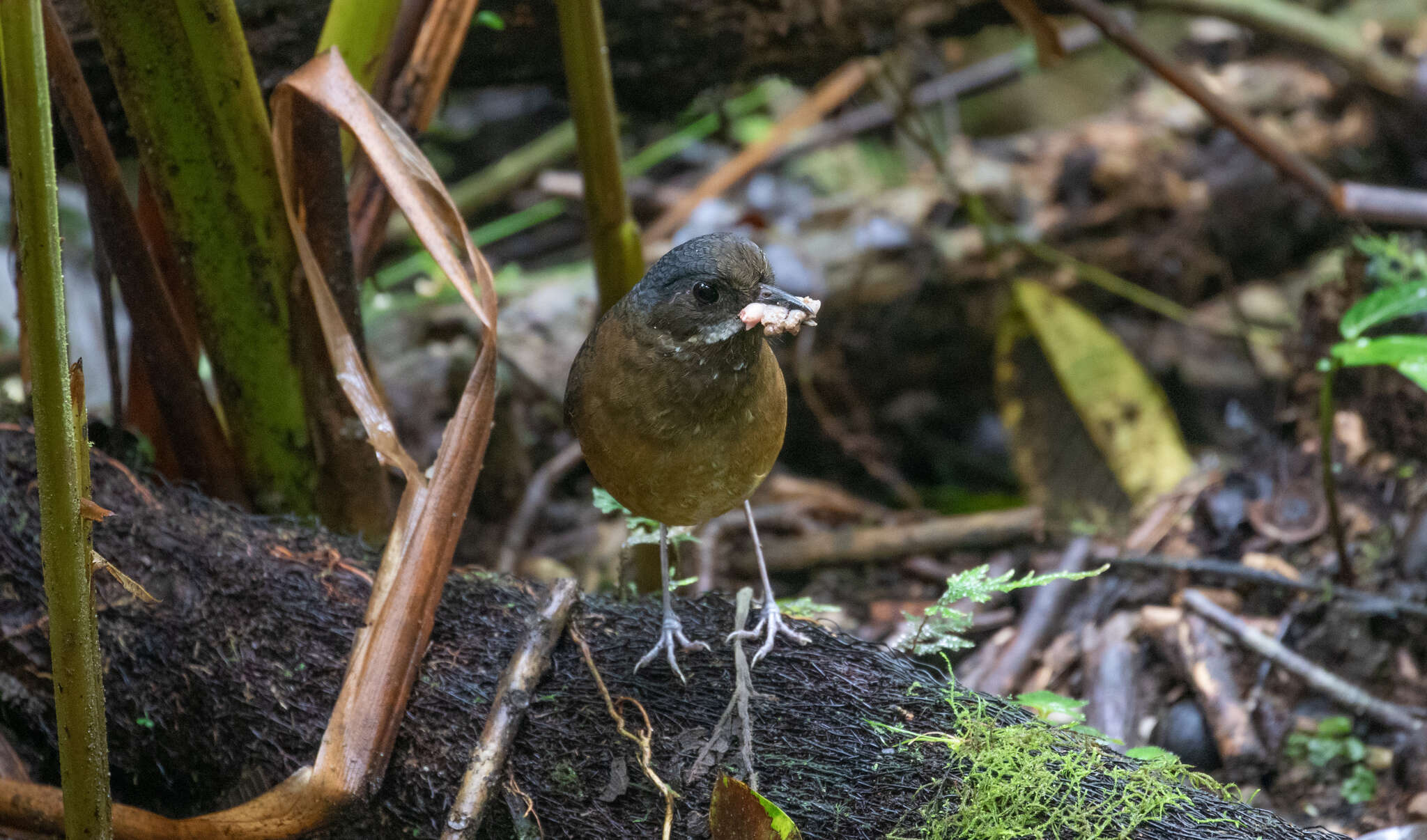 Image of Moustached Antpitta