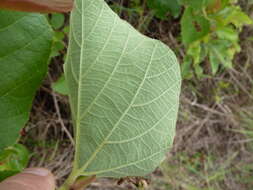 Image de Cissus doeringii Gilg & Brandt