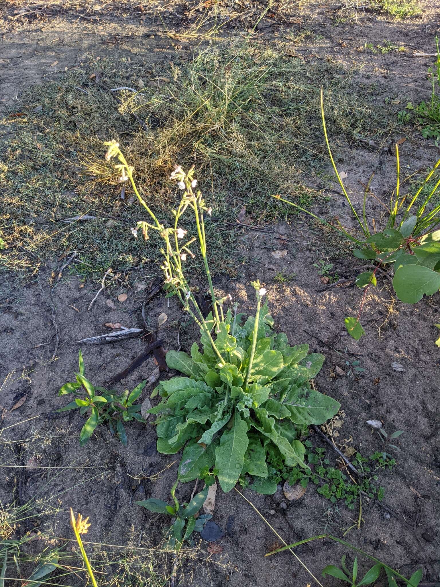 Image of velvet tobacco