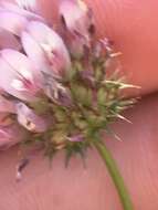 Image of spinytooth clover