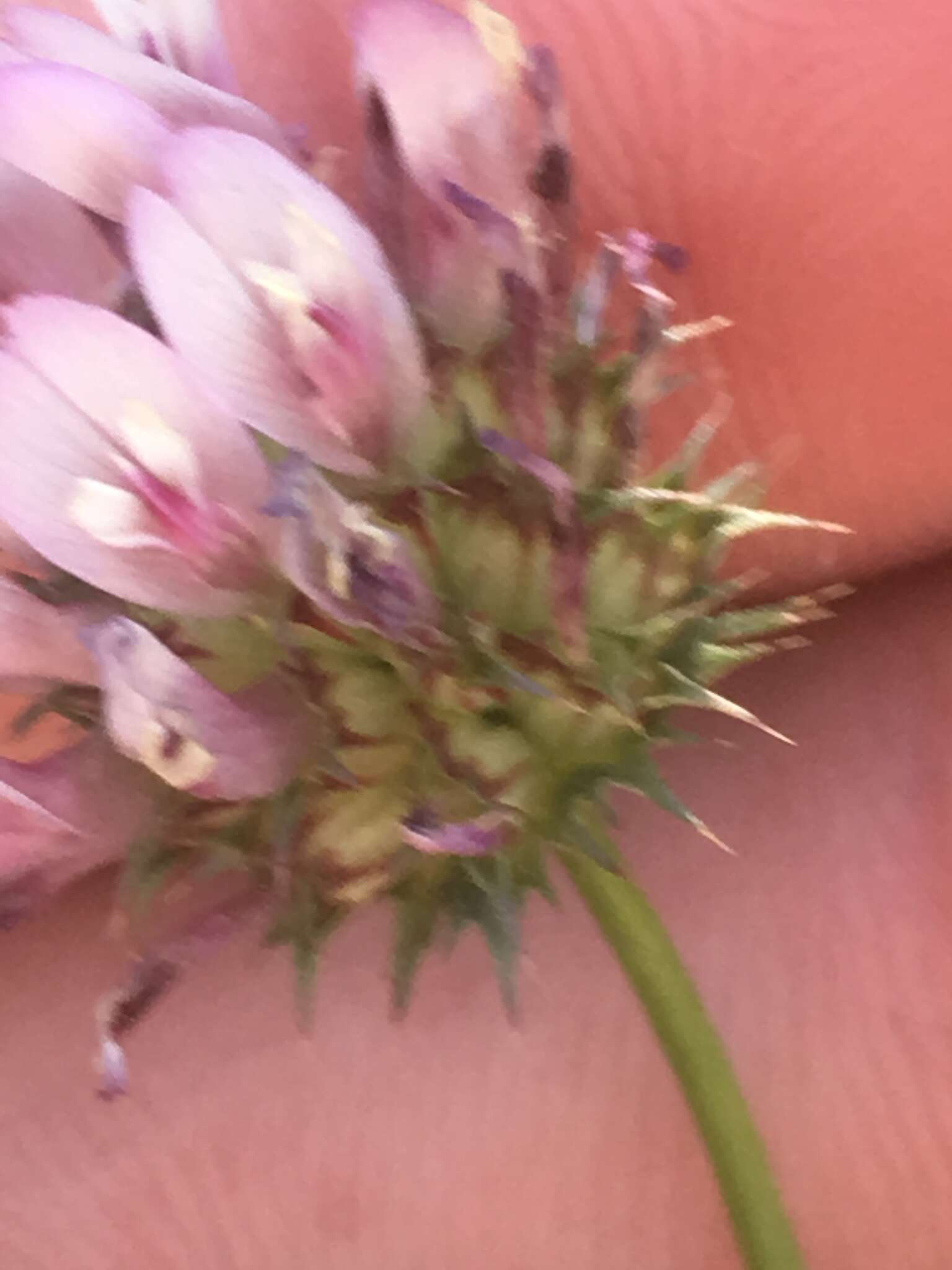 Sivun Trifolium mucronatum subsp. lacerum (Greene) J. M. Gillett kuva