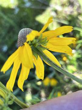 Image of rough coneflower