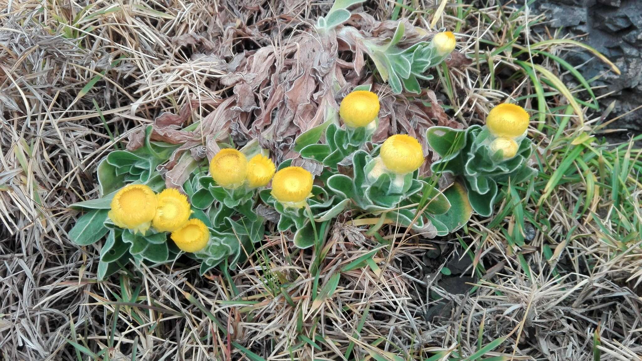 Image of <i>Helichrysum <i>aureum</i></i> var. aureum