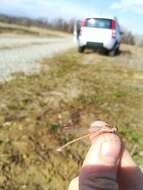 Image of Siberian Winter Damsel