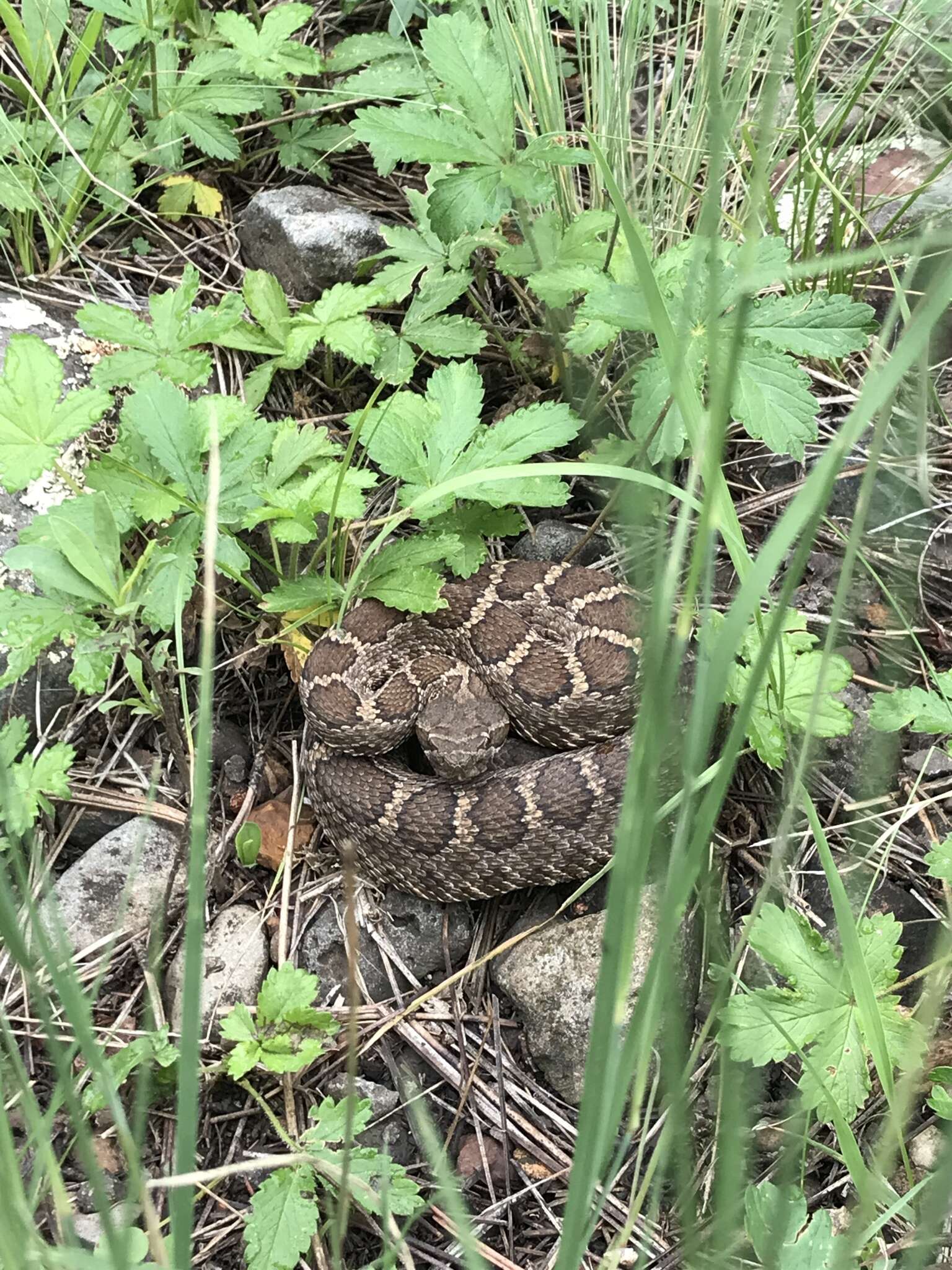 Crotalus cerberus (Coues ex Wheeler 1875)的圖片