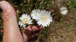 Imagem de Malacothrix saxatilis var. tenuifolia (Nutt.) A. Gray