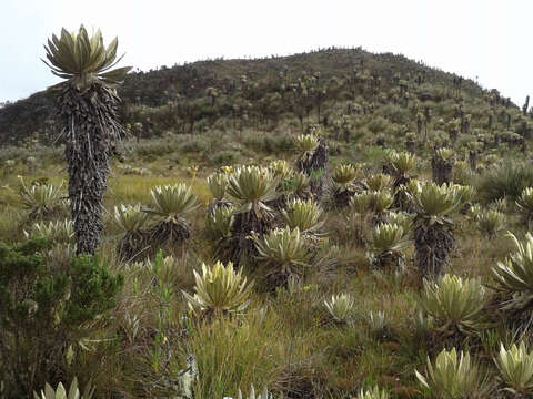 Espeletia frontinoensis J. Cuatrec. resmi