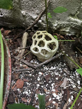 Image of Clathrus chrysomycelinus Möller 1895