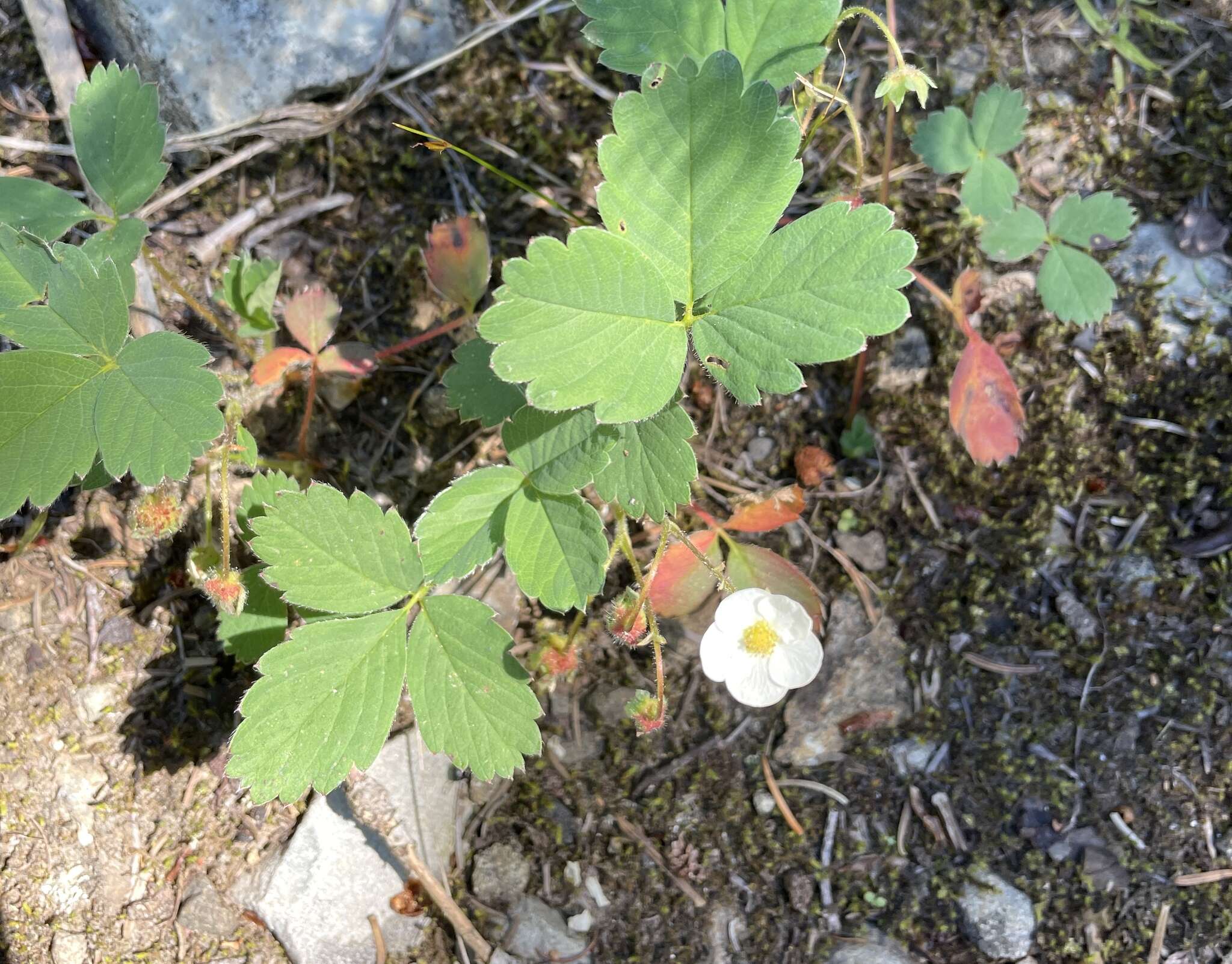 Image of Virginia strawberry