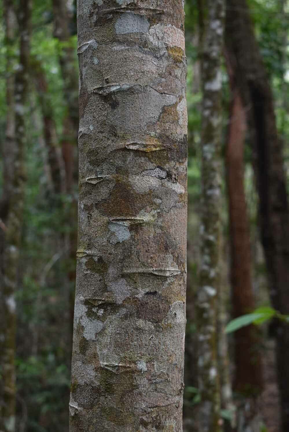 Image of Darlingia darlingiana (F. Müll.) L. A. S. Johnson