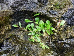 Image of Lobelia anceps L. fil.