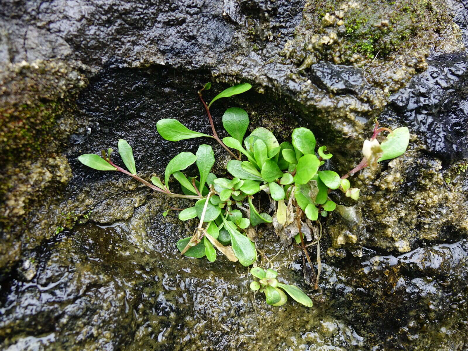 Image of Lobelia anceps L. fil.