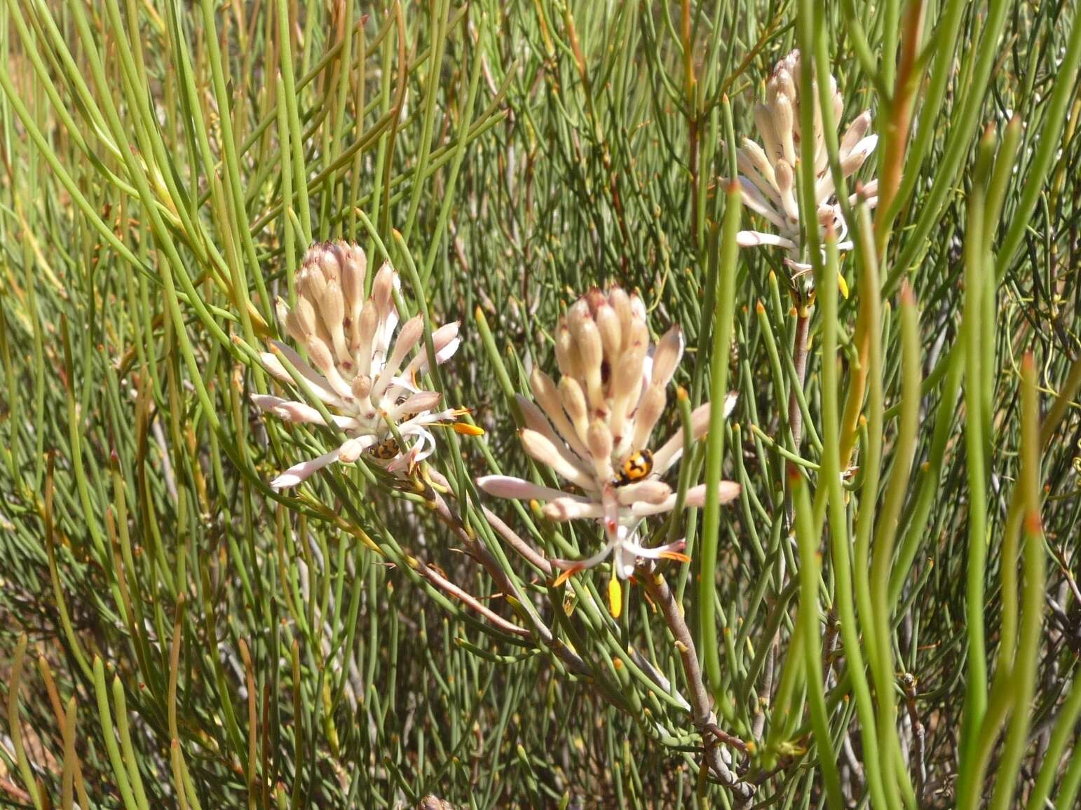 Sivun Petrophile stricta C. A. Gardner ex D. B. Foreman kuva