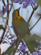 Image of Black-backed Oriole