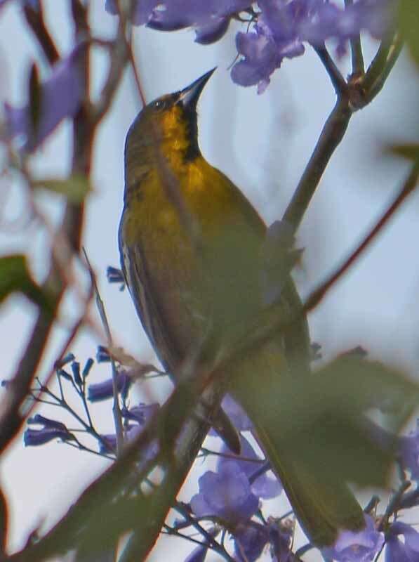 Image of Black-backed Oriole