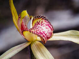 Image of Tawny spider orchid