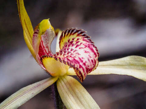 Image of Tawny spider orchid