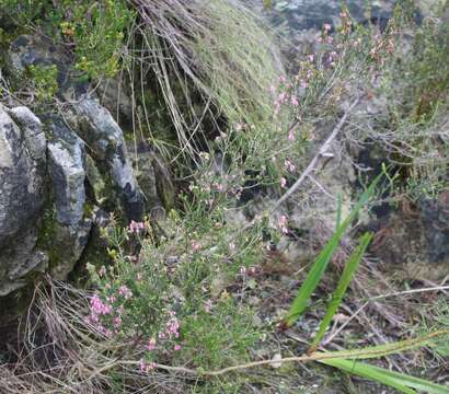 Image of Erica acuta var. acuta