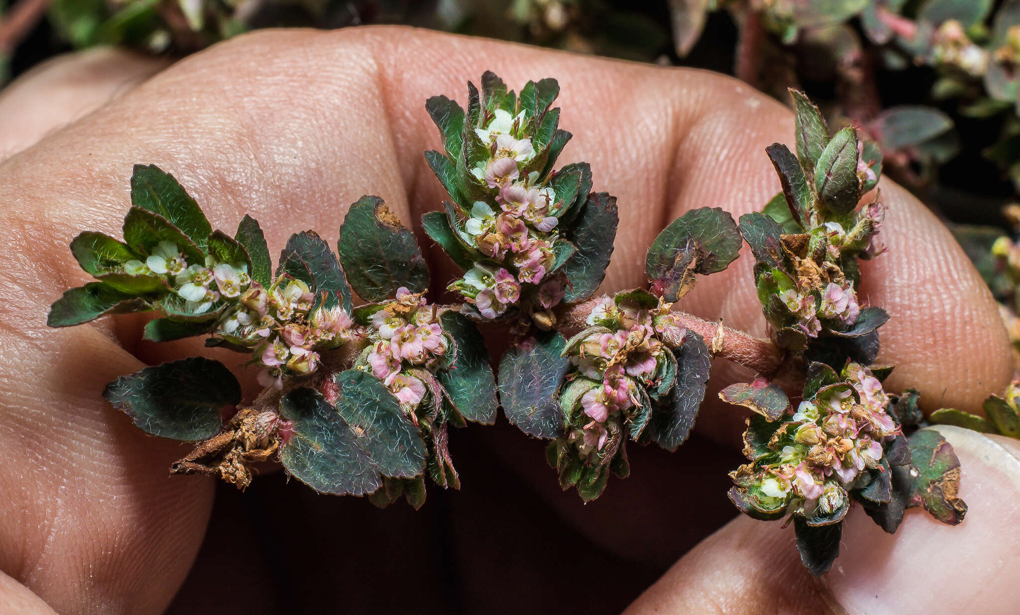 Euphorbia dioeca Kunth resmi