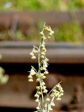 Image of Artemisia sieversiana Ehrh. ex Willd.