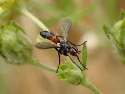 Image of Cylindromyia pusilla (Meigen 1824)