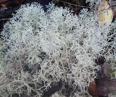 Image of Cladonia confusa R. Sant.