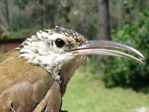 Image of White-striped Woodcreeper