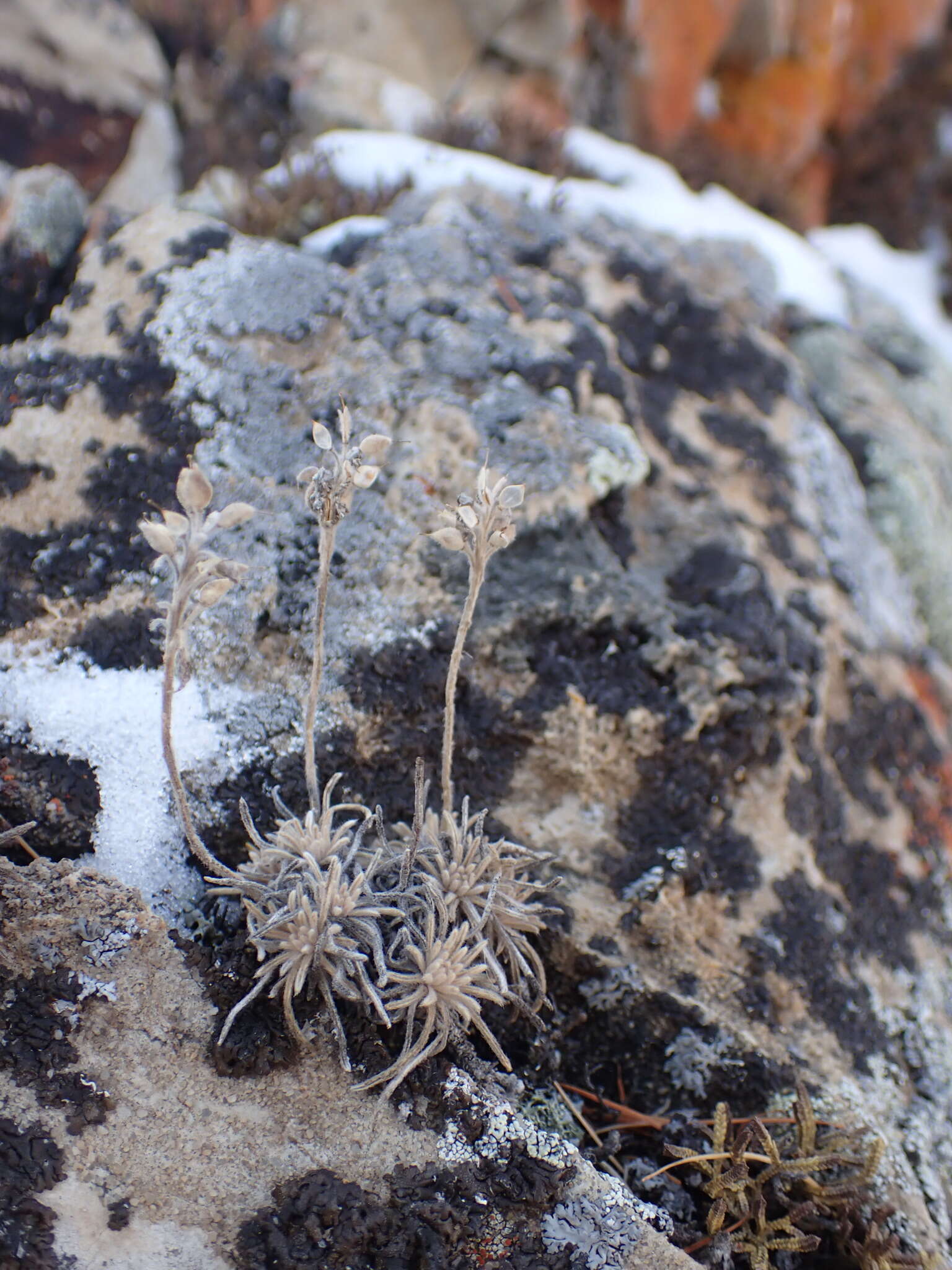 Image of Alyssum tenuifolium Stephan