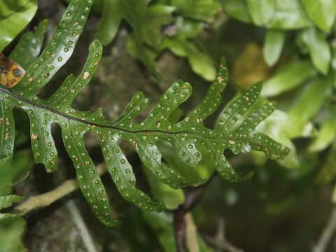 Phymatosorus pustulatus subsp. pustulatus resmi