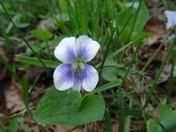 Image of Viola sororia f. priceana (Pollard) Cooperr.