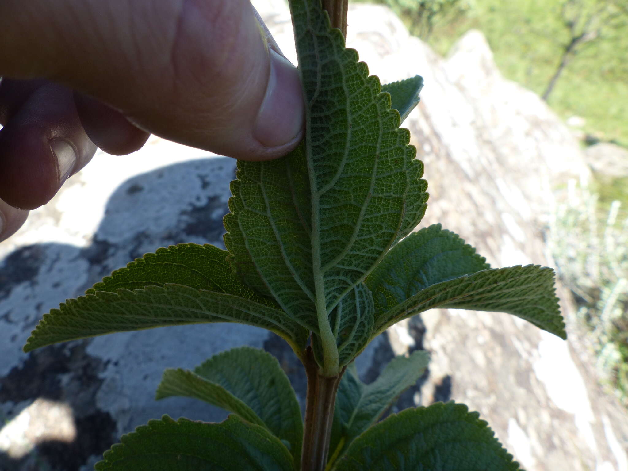 صورة <i>Coleus calycinus</i>