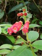 Image of Kohleria spicata (Kunth) Oerst.