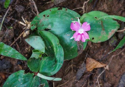 Image of Kaempferia attapeuensis Picheans. & Koonterm