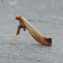 Image of Caloptilia murtfeldtella (Busck 1904)