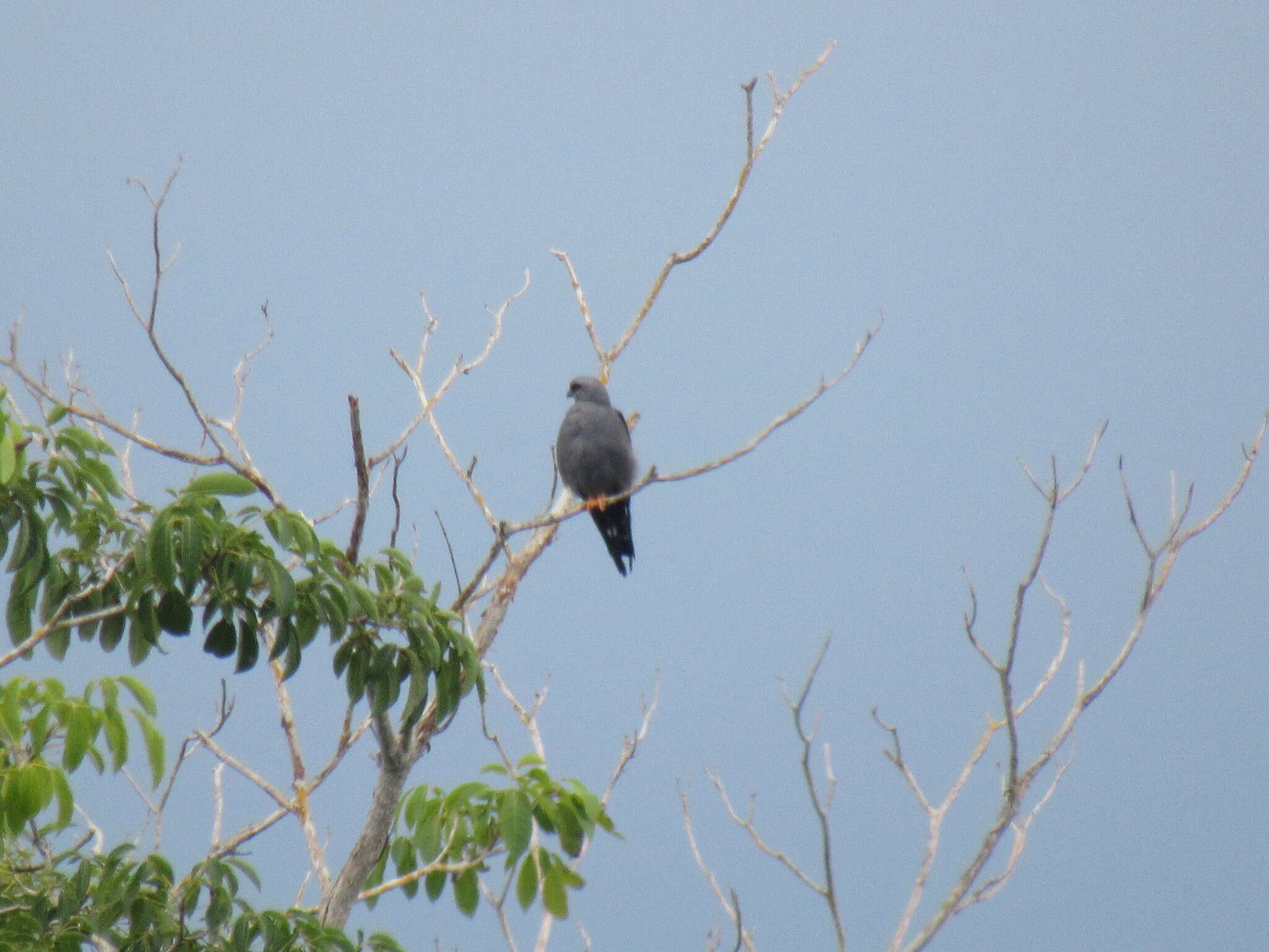 Image of Plumbeous Kite