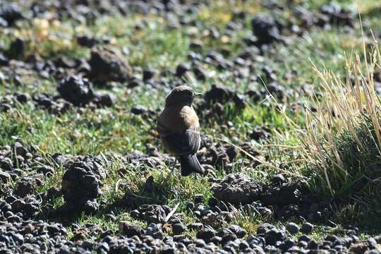 Image of Andean Negrito