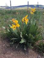 Image of mule-ears