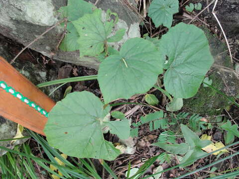 Sivun Begonia reniformis Dryand. kuva