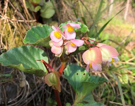 Image of clubed begonia