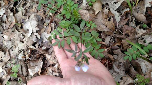 Image of Greek valerian