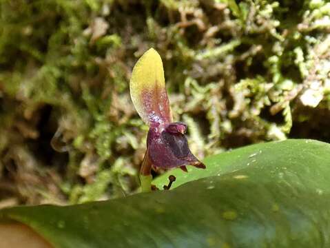 Image of Pleurothallis rhodoglossa Schltr.