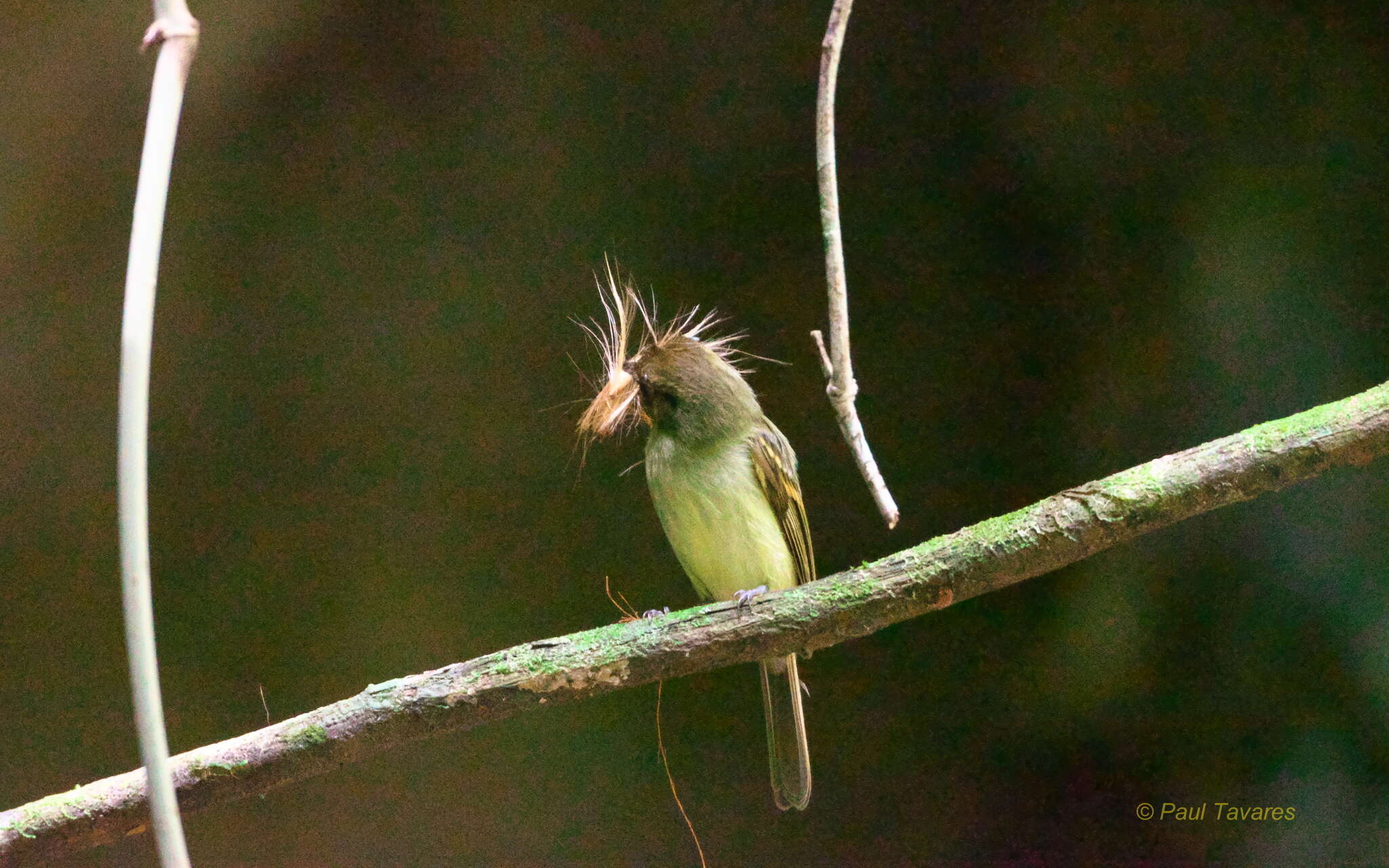 Image of Sepia-capped Flycatcher