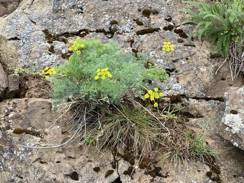 Image of <i>Lomatium papilioniferum</i> J. A. Alexander & W. Whaley