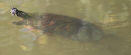 Image of American Red-bellied Turtle